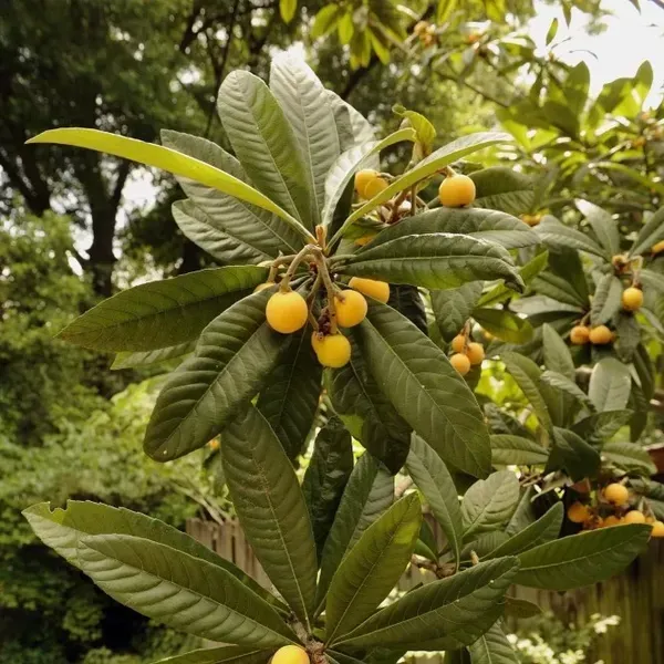 Loquat_Fracuit_Grafted_Hybrid_Fruit_Plant