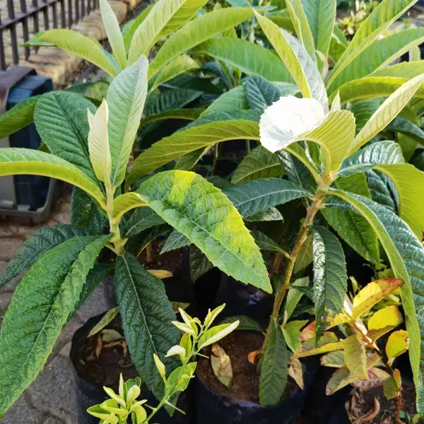 Loquat_Fracuit_Grafted_Hybrid_Fruit_Plant