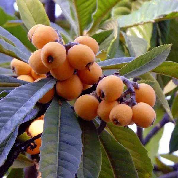 Loquat_Fracuit_Grafted_Hybrid_Fruit_Plant