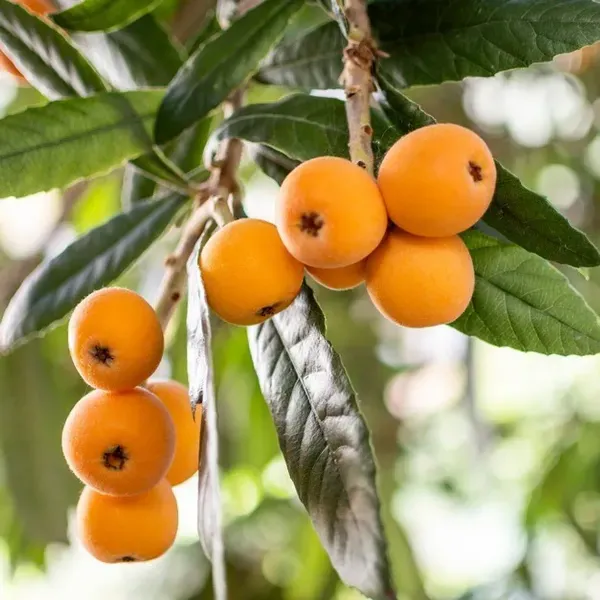 Loquat_Fracuit_Grafted_Hybrid_Fruit_Plant