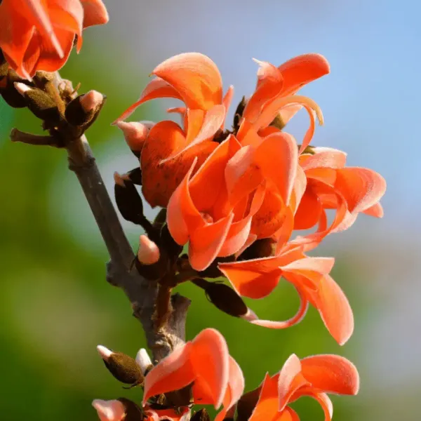 Butea_Monosperma_Palash_Flower_Plant_Orange