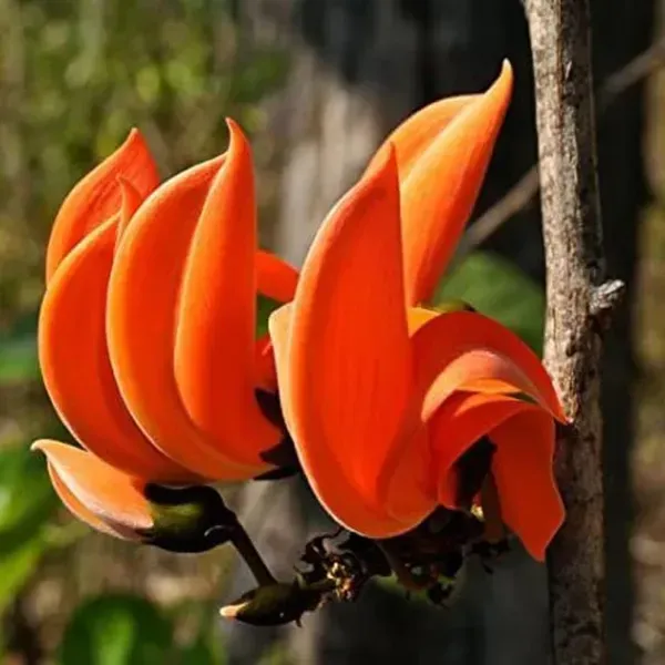 Butea_Monosperma_Palash_Flower_Plant_Orange