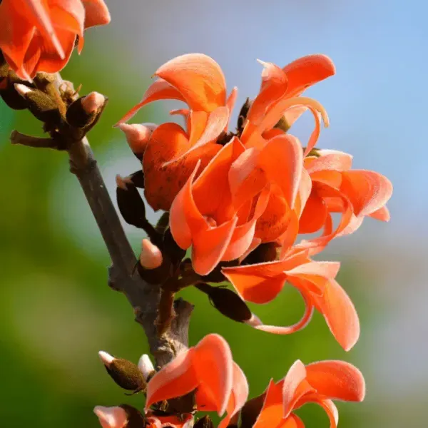 Butea_Monosperma_Palash_Flower_Plant_Orange