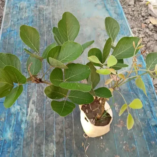 Butea_Monosperma_Palash_Flower_Plant_Orange