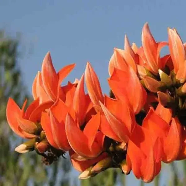 Butea_Monosperma_Palash_Flower_Plant_Orange