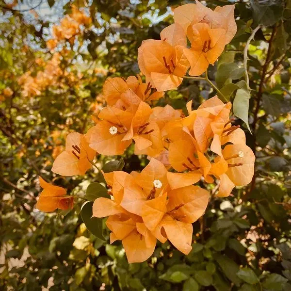 Orange_Wonder_Bougainvillea_Flower_Plant_Orange