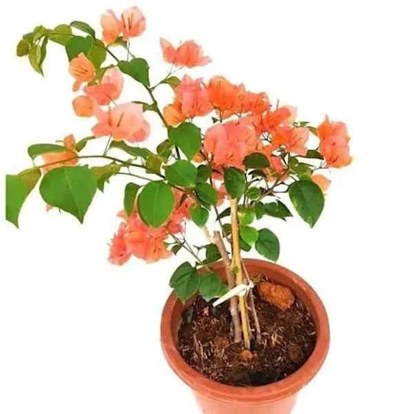 Orange_Wonder_Bougainvillea_Flower_Plant_Orange