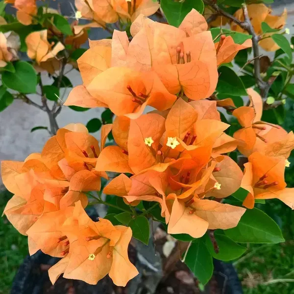 Orange_Wonder_Bougainvillea_Flower_Plant_Orange