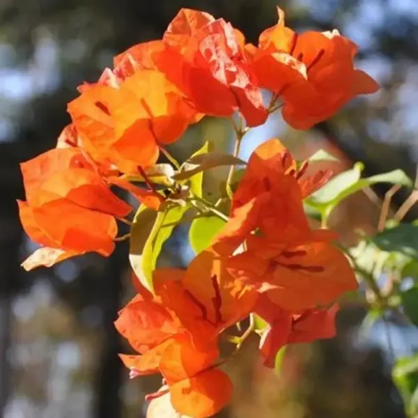 Orange_Wonder_Bougainvillea_Flower_Plant_Orange