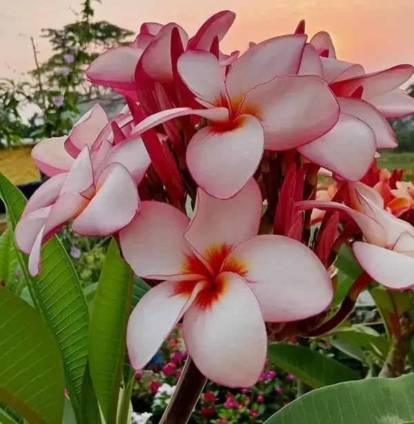 Dwarf_Variety_Pulmeria_Flower_Plant