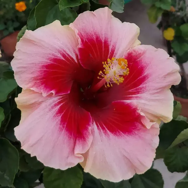 Australian_Variety_Grafted_Hibiscus_Flower_Plant