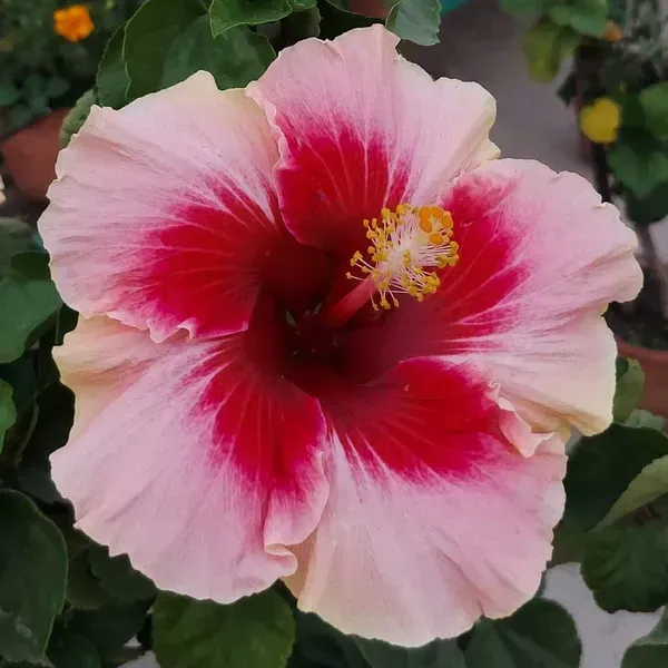 Australian_Variety_Grafted_Hibiscus_Flower_Plant