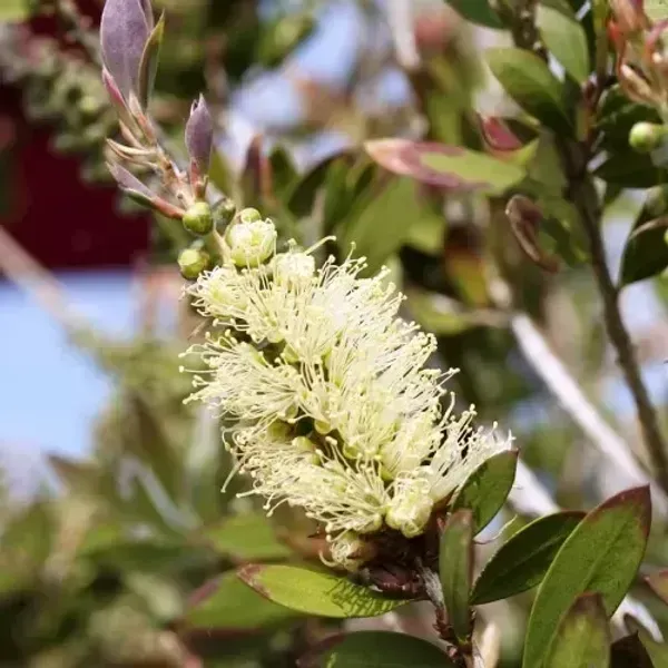 Dwarf_Variety_Bottle_Brush_Flower_Plant_Yellow