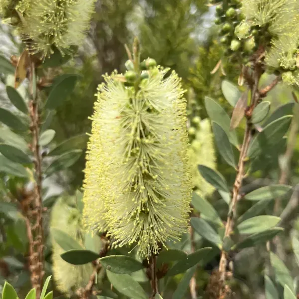 Dwarf_Variety_Bottle_Brush_Flower_Plant_Yellow