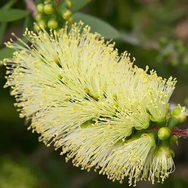 Dwarf_Variety_Bottle_Brush_Flower_Plant_Yellow