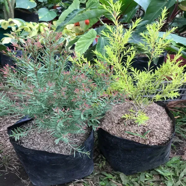 Dwarf_Variety_Bottle_Brush_Flower_Plant_Yellow