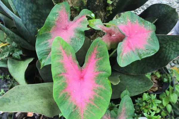 Caladium_Bi_Colour_Syngonium_Plant
