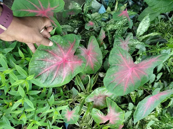 Caladium_Bi_Colour_Syngonium_Plant