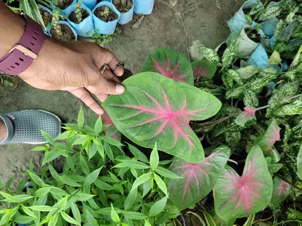 Caladium_Bi_Colour_Syngonium_Plant