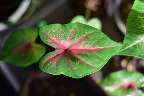 Caladium_Bi_Colour_Syngonium_Plant
