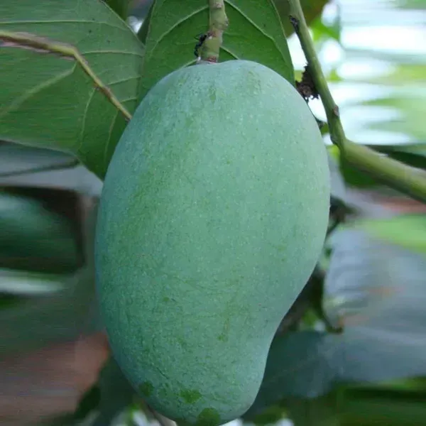 Fazli_Mango_Grafted_Fruit_Plant