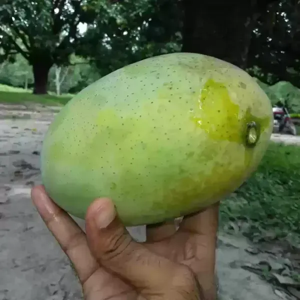 Fazli_Mango_Grafted_Fruit_Plant
