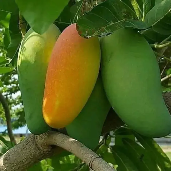 Fazli_Mango_Grafted_Fruit_Plant