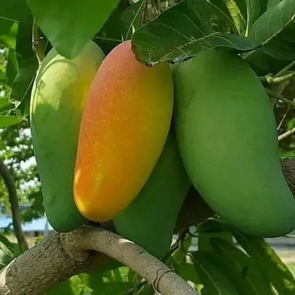 Fazli_Mango_Grafted_Fruit_Plant