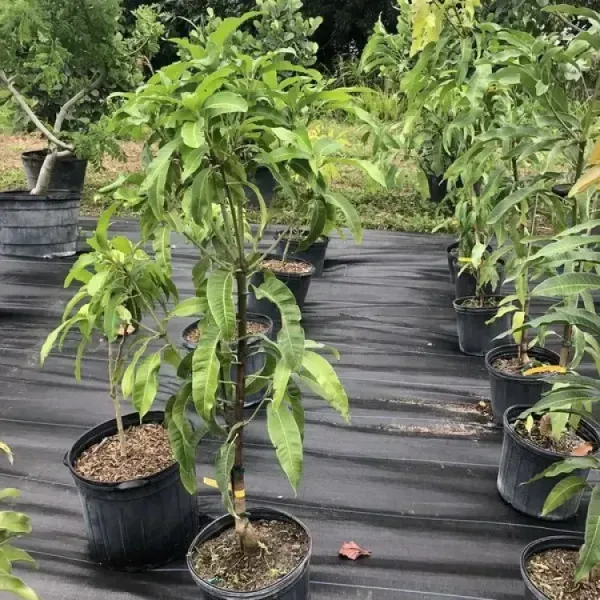 Fazli_Mango_Grafted_Fruit_Plant