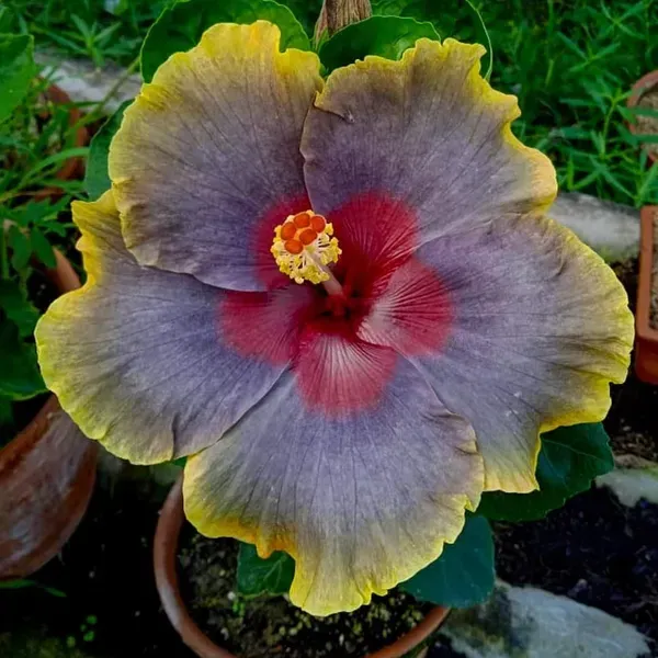Australian_Variety_Grafted_Hibiscus_Flower_Plant