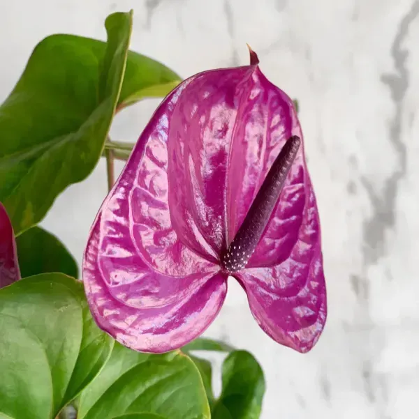 Anthurium_Andreanum_Purple_Gift_Plants
