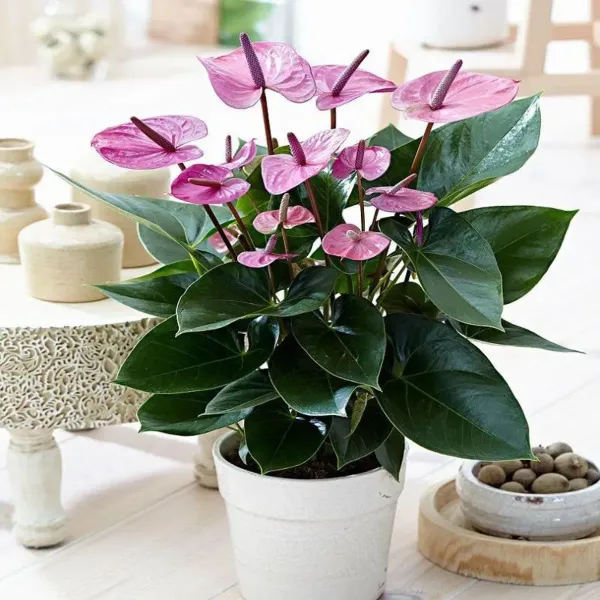 Anthurium_Andreanum_Purple_Gift_Plants