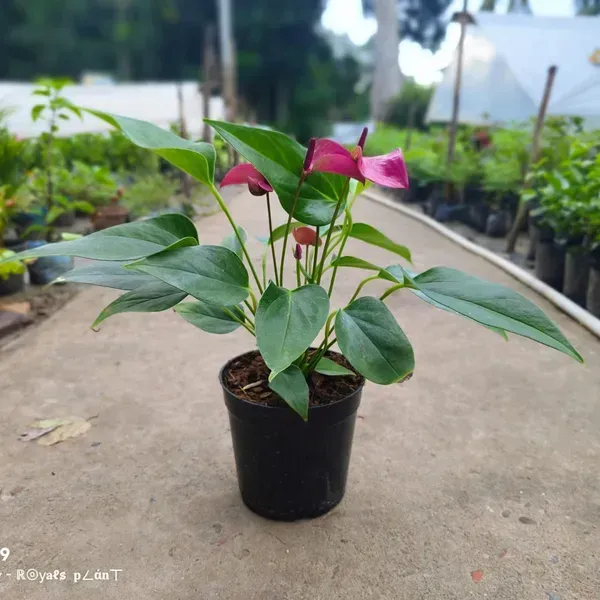 Anthurium_Andreanum_Purple_Gift_Plants