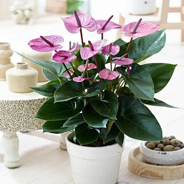 Anthurium_Andreanum_Purple_Gift_Plants