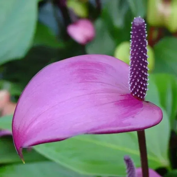 Anthurium_Andreanum_Purple_Gift_Plants