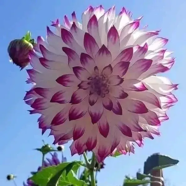 Dahlia_Flower_Plant_Variegated_White_Purple