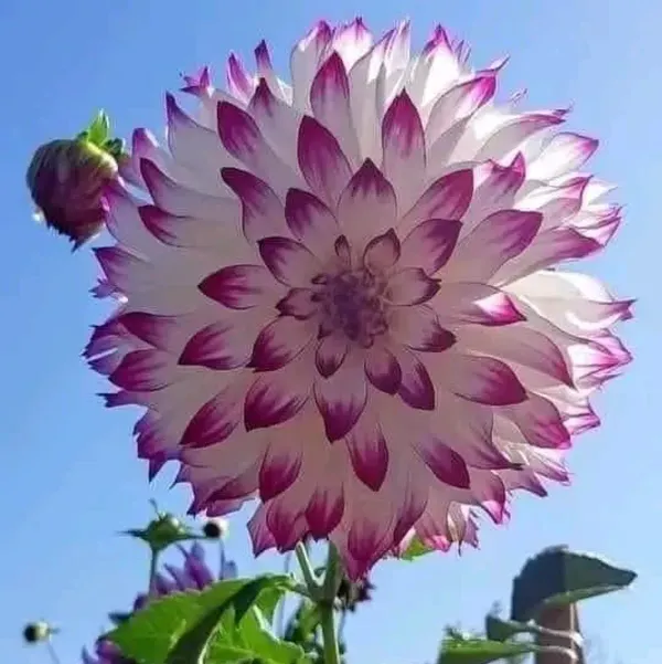 Dahlia_Flower_Plant_Variegated_White_Purple