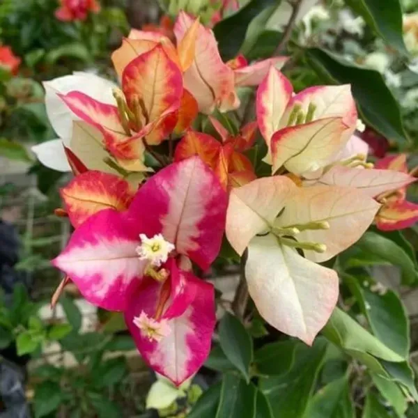 Sufia_Indiana_Bougainvillea_Flower_Plant