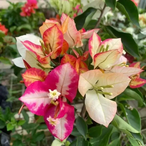 Sufia_Indiana_Bougainvillea_Flower_Plant