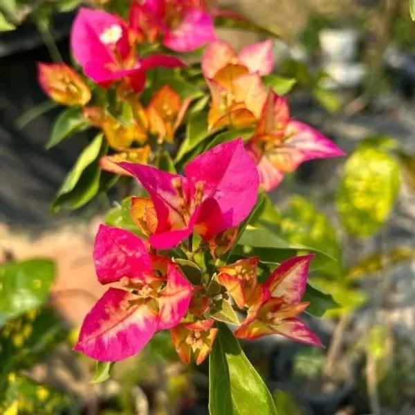 Sufia_Indiana_Bougainvillea_Flower_Plant