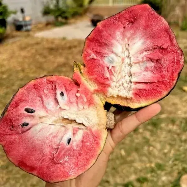 Miami_Fruits_Red_Custard_Apple_Grafted_Fruit_Plant