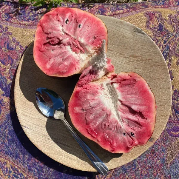 Miami_Fruits_Red_Custard_Apple_Grafted_Fruit_Plant