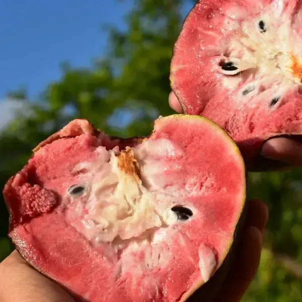 Miami_Fruits_Red_Custard_Apple_Grafted_Fruit_Plant
