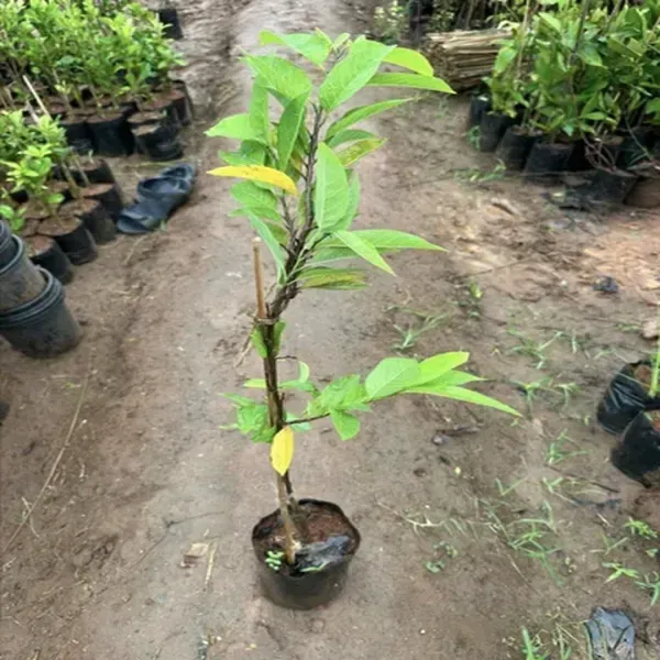 Miami_Fruits_Red_Custard_Apple_Grafted_Fruit_Plant