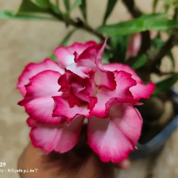 Rosey_Adenium_Grafted_Flowers_Plant_Pink_White