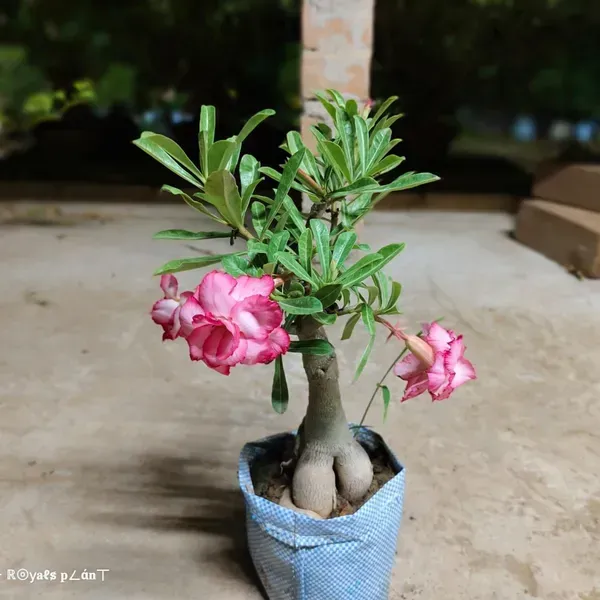 Rosey_Adenium_Grafted_Flowers_Plant_Pink_White