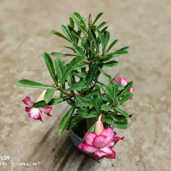 Rosey_Adenium_Grafted_Flowers_Plant_Pink_White