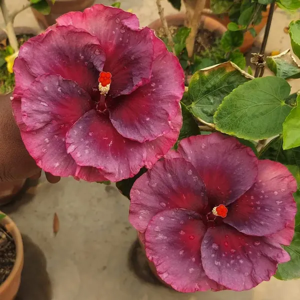 American_Variety_Hibiscus_Flower_Plant