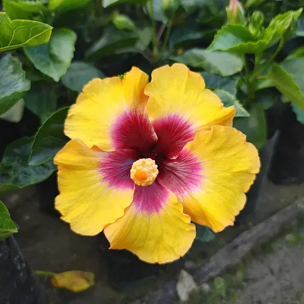 American_Hibiscus_Flower_Plant