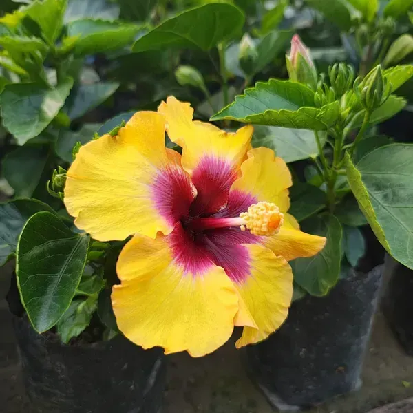 American_Hibiscus_Flower_Plant